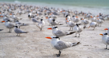 Seagulls resting in flock on beach. Seagulls standing on sand in sea beach. Seagulls on shoreline....