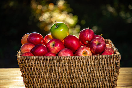 Apples harvest in basket. Apple on natural background.