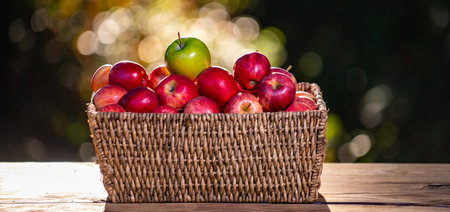 Apples harvest. Apples on green tree orchard background. Apples organic fruit variety. Red apples...