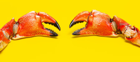 Crab vibrant macro texture. Crab shell cracked detail. Crab gourmet culinary concept. Crab isolated background close up.