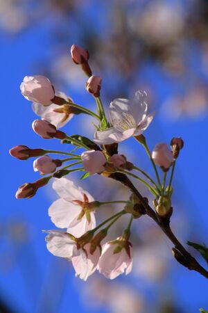 Light cherryの写真素材