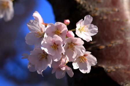 Pink cherry blossomsの写真素材