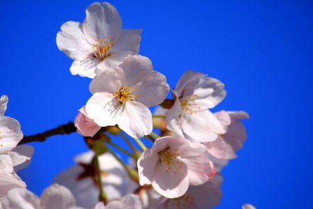 Pink cherry blossomsの写真素材