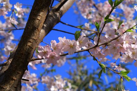 Cherry blossomsの写真素材