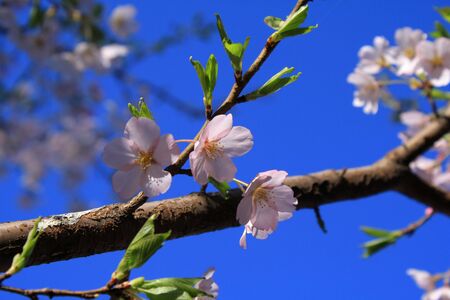 Light cherryの写真素材