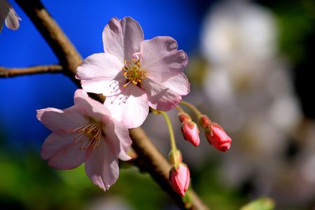 Pink cherry blossomsの写真素材