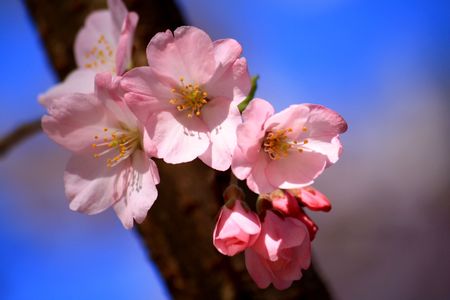 Pink cherry blossomsの写真素材
