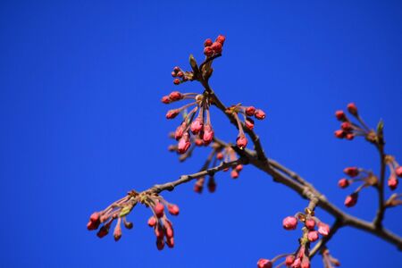 Pink budの写真素材