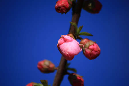 Pink budの写真素材