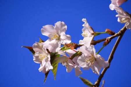 Light cherryの写真素材