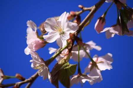 Cherry blossomsの写真素材