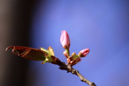 Pink budの写真素材