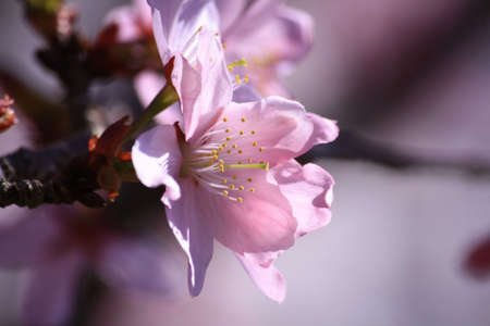 Pink flowersの写真素材