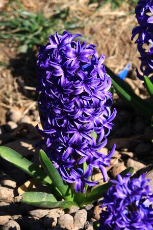 Hyacinthの写真素材