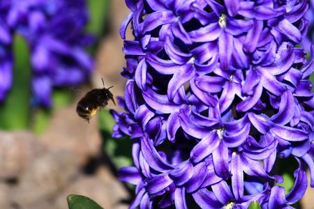 Hyacinth and beeの写真素材