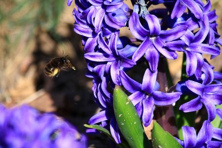 Bees and hyacinthsの写真素材