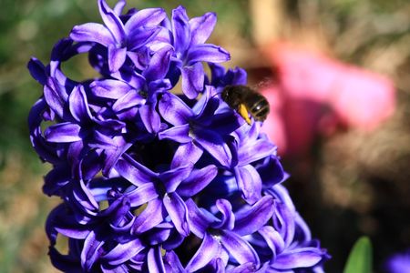 Hyacinth and beeの写真素材