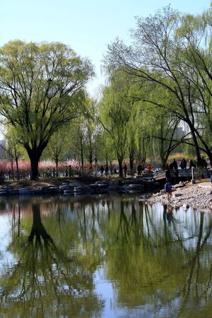 Lakeside Spring Greenの写真素材