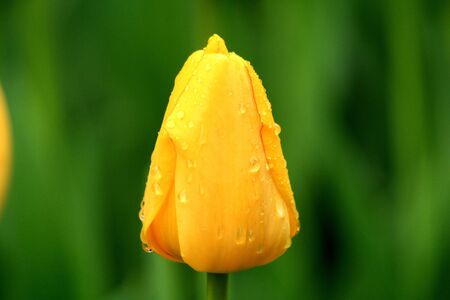 Yellow tulipsの写真素材