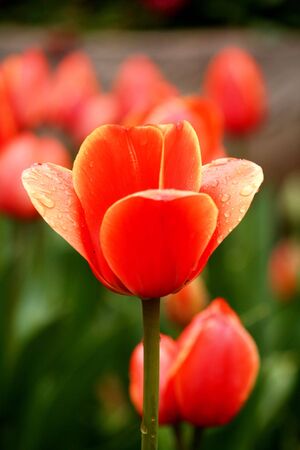 Red tulipsの写真素材