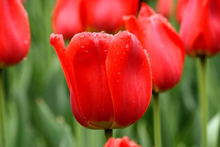 Red tulipsの写真素材