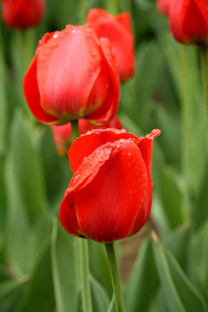 Red tulipsの写真素材
