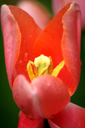 Red tulipsの写真素材