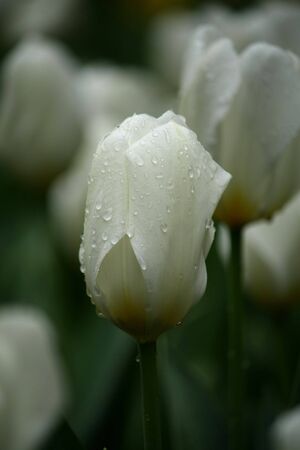 White tulips の写真素材