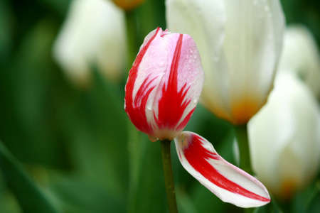 Colorful tulips の写真素材