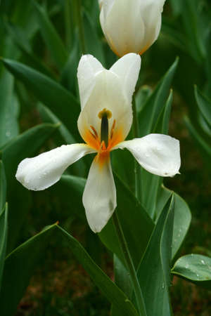White Tulipの写真素材