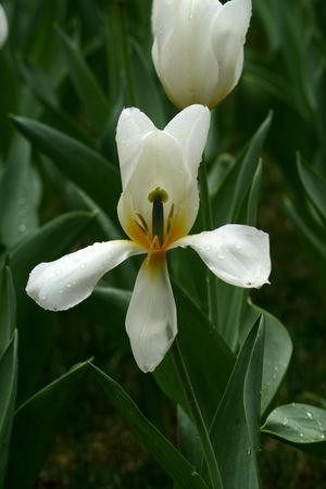 White Tulipの写真素材