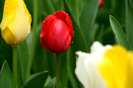 Tulipの写真素材