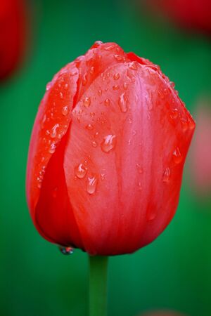 Red tulips の写真素材