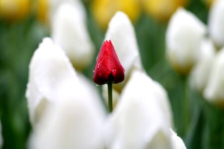 Tulipの写真素材