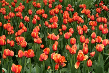 Colorful tulipsの写真素材