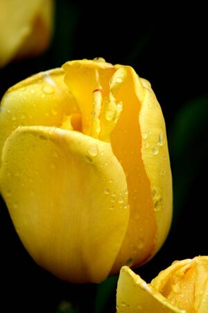 Yellow tulipsの写真素材