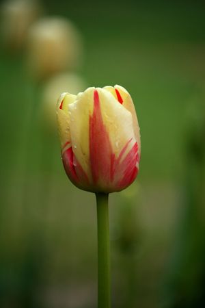 Colorful tulipsの写真素材