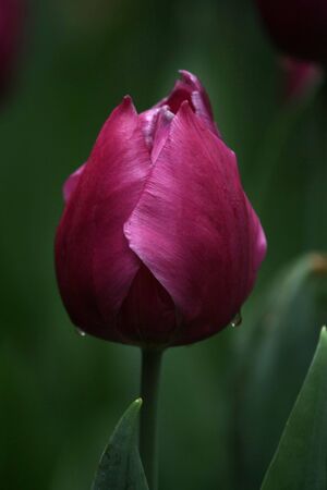 Purple tulipsの写真素材