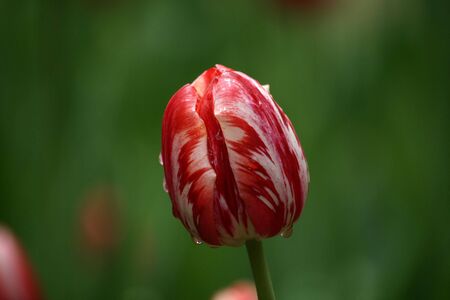 Colorful tulipsの写真素材