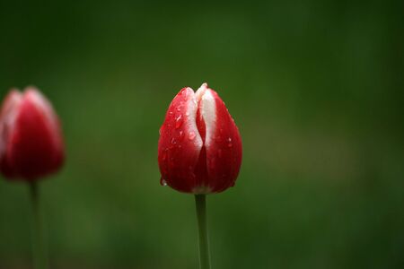 Red tulipsの写真素材