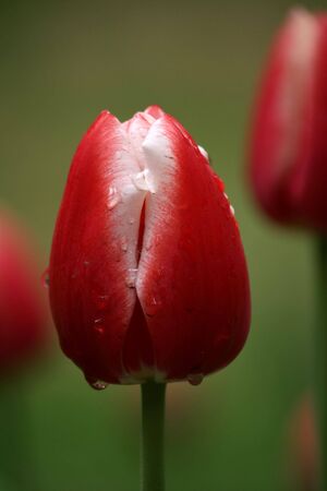 Red tulipsの写真素材