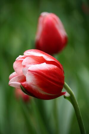 Colorful tulipsの写真素材