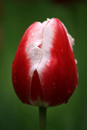 Red tulipsの写真素材