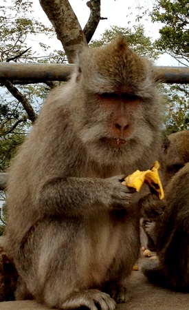 Grey monkey eating banana