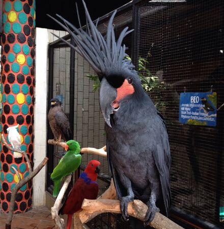Birds posing for cameraの素材
