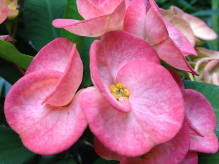 Beautiful pink flower in baliの素材