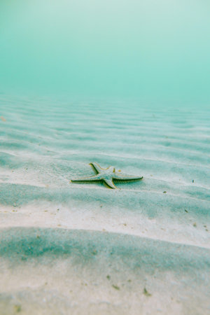 Starfish on the sand at the bottom of a tropical sea.