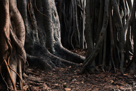 The roots of the banyan tree, also known as the fig tree.の写真素材