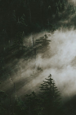 Misty forest in the mountains. Foggy morning in the mountains