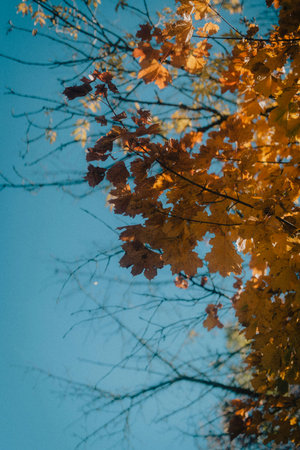 Autumn leaves on the branches of a tree against the blue sky